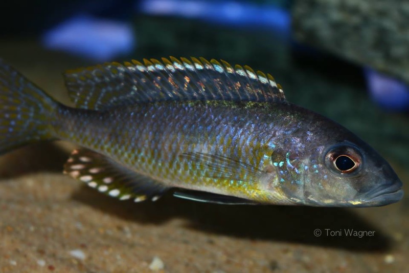 Stigmatochromis sp. 'pleurospilus mdoka' Mdoka